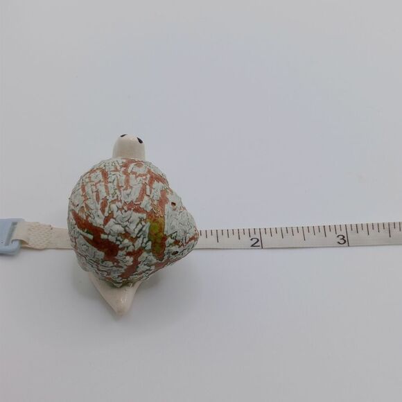 Crackle shell snail - Picture 7 of 7